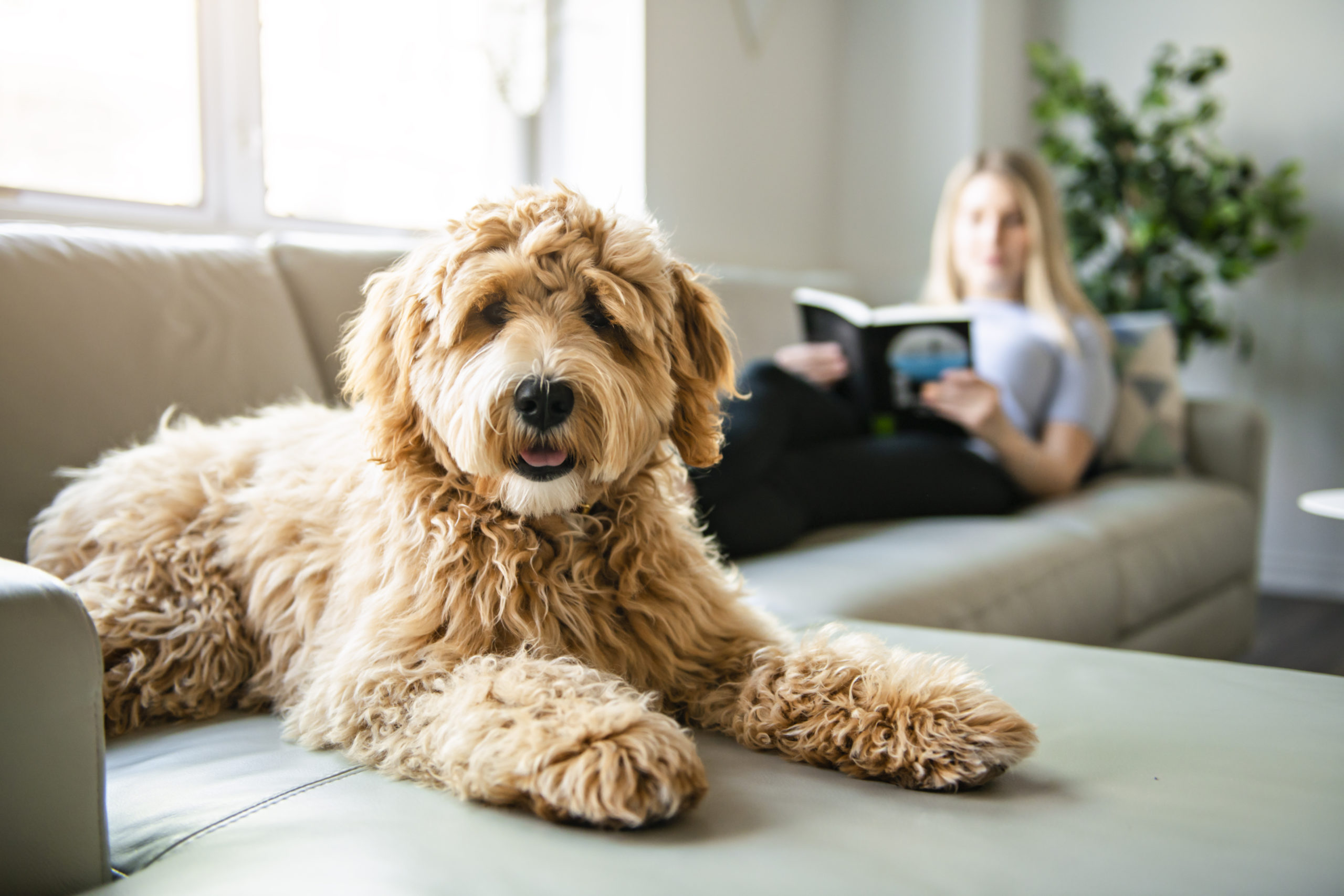 Dirty Air Is Endangering Your Pets' Health